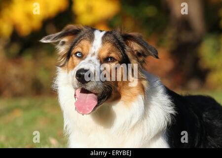 Mongrel ritratto Foto Stock