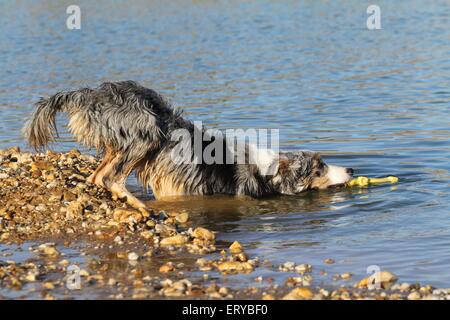 Riproduzione di Border Collie Foto Stock