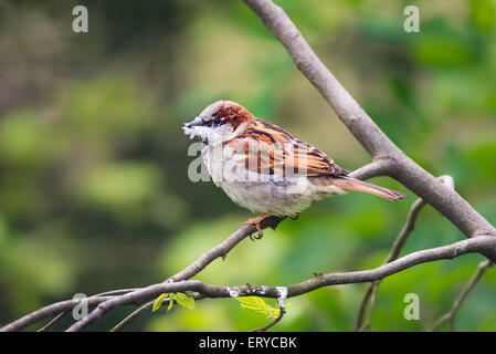 Casa passero (Passer domesticus) tenendo in mano un pezzo di ovatta nel suo becco Foto Stock