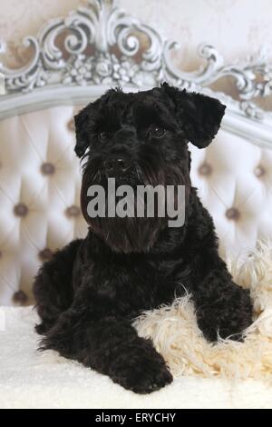 Giacente schnauzer in miniatura Foto Stock