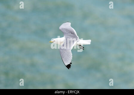 Un Kittiwake con gambe penzolanti battenti/ intorno al sito di nidificazione a Seaford Testa, East Sussex Foto Stock