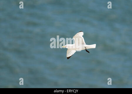 Un Kittiwake con gambe penzolanti battenti/ intorno al sito di nidificazione a Seaford Testa, East Sussex Foto Stock