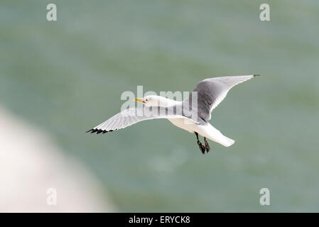 Un Kittiwake con gambe penzolanti battenti/ intorno al sito di nidificazione a Seaford Testa, East Sussex Foto Stock