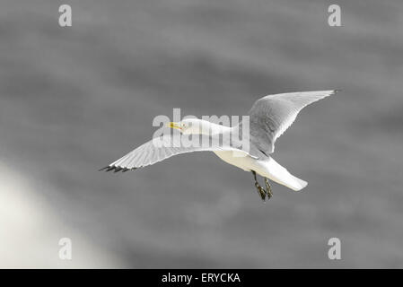 Un Kittiwake con gambe penzolanti battenti/ intorno al sito di nidificazione a Seaford Testa, East Sussex Foto Stock