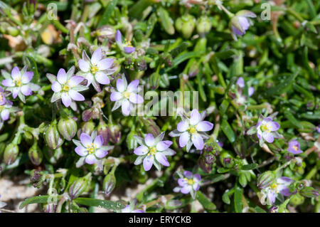 Alcuni fiori di minore Sea-Spurrey sul lungomare di Seaford, East Sussex Foto Stock