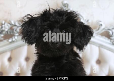 cucciolo di Havanese Foto Stock