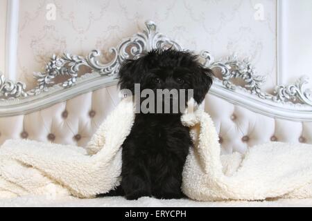 cucciolo di Havanese Foto Stock