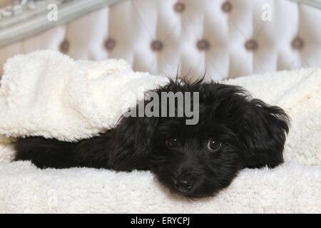 cucciolo di Havanese Foto Stock