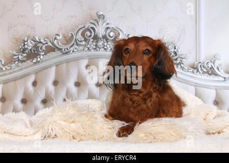 Longhaired bassotto risiede nel letto Foto Stock