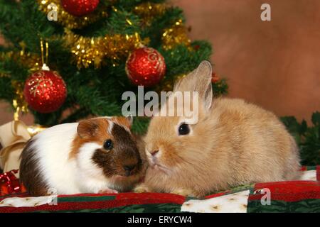 Bunny e cavia Foto Stock
