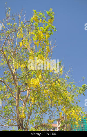 Albero di Laburnum ; Laburnum , albero della catena dorata , albero della pioggia dorata , Bombay , Mumbai ; Maharashtra ; India , asia Foto Stock