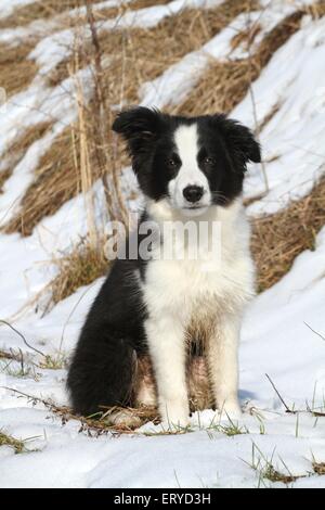 Border Collie cucciolo nella neve Foto Stock