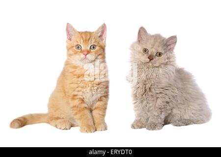 2 Selkirk Rex gattino Foto Stock