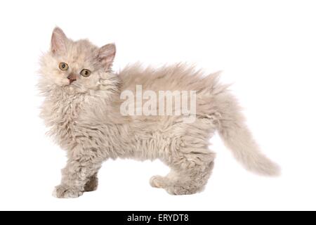 In piedi Selkirk Rex gattino Foto Stock