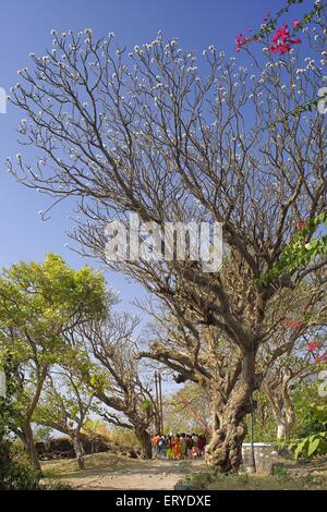 Forte Shivneri , albero fiorito , luogo di nascita di Shivaji Maharaj ; taluka Junnar ; distretto Pune ; Maharashtra ; India , asia Foto Stock