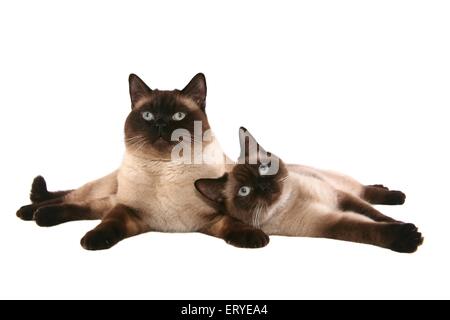 British Shorthair ha-cat e tomcat Foto Stock