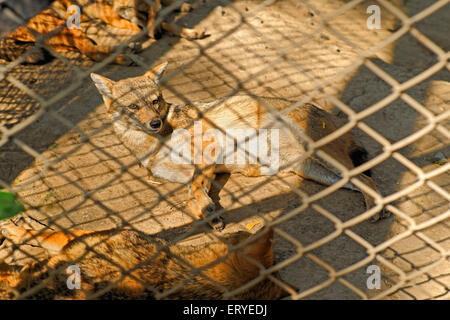 La vita selvatica ; golden jackal Canis aureus ; Sakkarbag ; district Junagadh ; Gujarat ; India Foto Stock