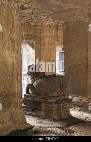 Nandi statua in Pataleshwar rock cut grotta tempio di Shiva scolpiti in ottavo secolo a Pune ; Maharashtra ; India Foto Stock