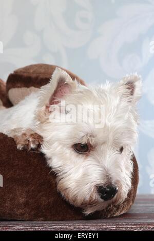 West Highland White Terrier ritratto Foto Stock