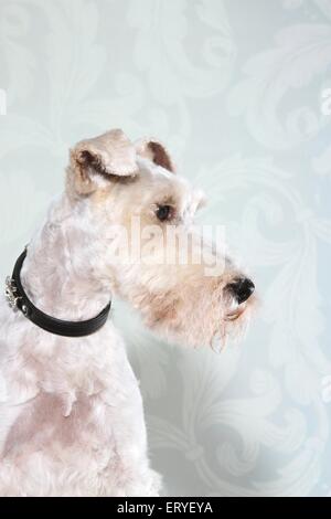 Fox Terrier ritratto Foto Stock