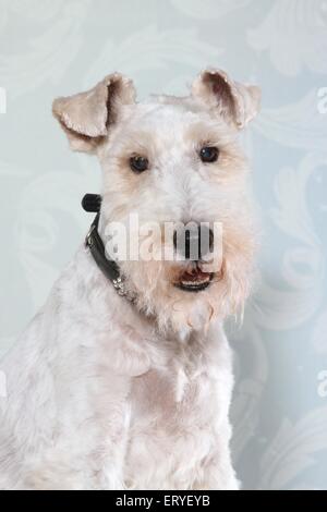 Fox Terrier ritratto Foto Stock