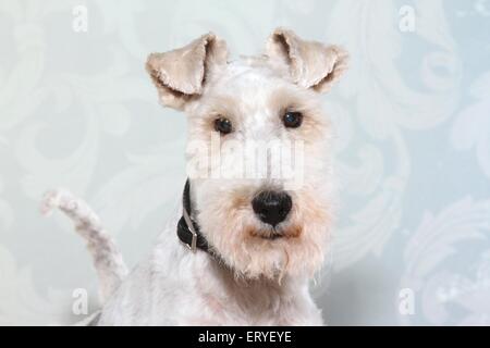 Fox Terrier ritratto Foto Stock