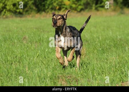Esecuzione di Louisiana Catahoula Leopard Dog Foto Stock