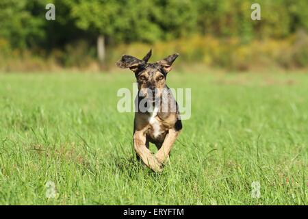 Esecuzione di Louisiana Catahoula Leopard Dog Foto Stock