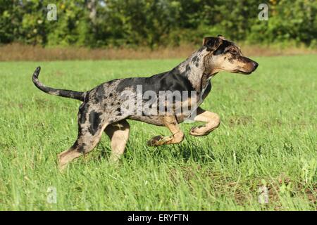 Esecuzione di Louisiana Catahoula Leopard Dog Foto Stock