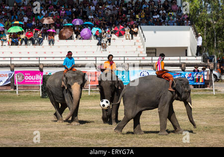 Gli elefanti a giocare a calcio, elefante Festival, Surin Elephant Round-up, Provincia di Surin, Isan, Isaan, Thailandia Foto Stock