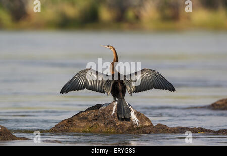 African Darter (Anhinga rufa), crogiolandosi al fine di asciugare le piume, su una roccia nel fiume Chobe, Chobe National Park, Botswana Foto Stock