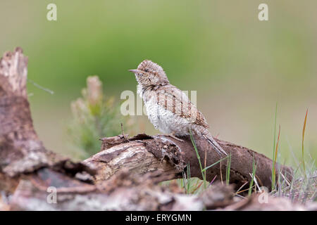 Eurasian spasmodico (Jynx torquilla) sul suolo, Riserva della Biosfera dell'Elba centrale, Sassonia-Anhalt Foto Stock