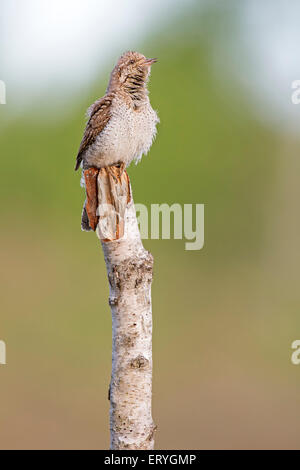 Eurasian spasmodico (Jynx torquilla) cantare, Riserva della Biosfera dell'Elba centrale, Sassonia-Anhalt Foto Stock