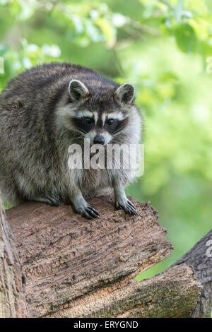 Raccoon (Procione lotor) seduto su albero, captive, Saarland, Germania Foto Stock