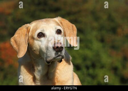 Il Labrador Retriever ritratto Foto Stock