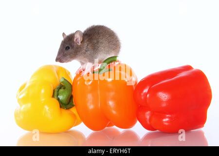 Rat in Sweet Pepper Foto Stock