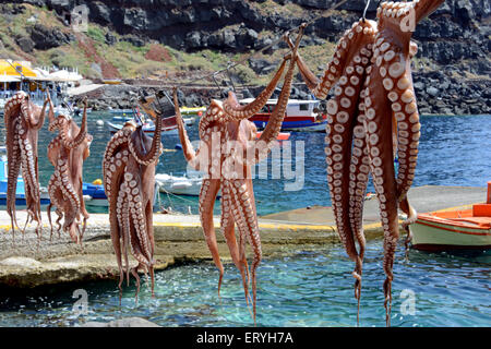Squid/octopus appeso sulla linea, Baia di Ammoudi, Santorini, Grecia Foto Stock
