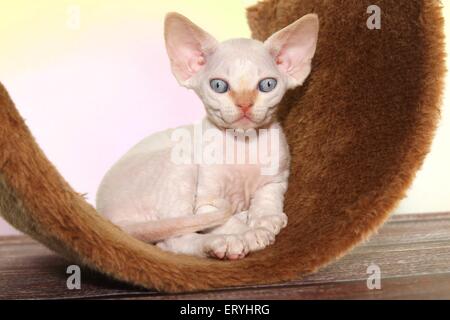 Giacente Devon Rex gattino Foto Stock