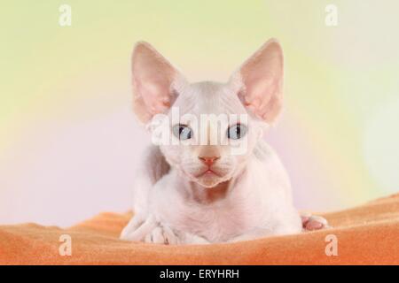 Giacente Devon Rex gattino Foto Stock