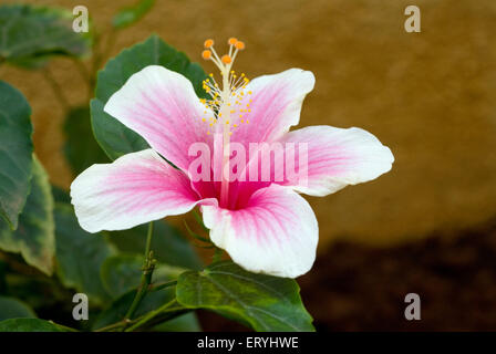 Jaswand , fiore di ibisco , Hibiscus rosa sinensis , hibiscus cinese , rosa cinese , hibiscus hawaiano , mallow di rosa , melana , Foto Stock