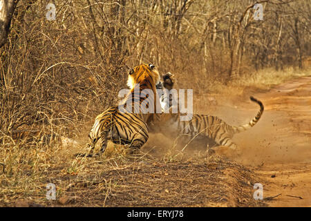 Tigri maschio e femmina ; lotta Parco nazionale di Ranthambore ; Rajasthan ; India Foto Stock