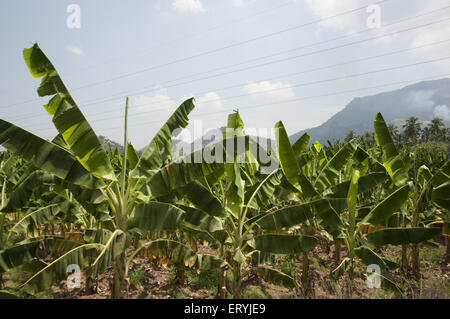 Settore della banana albero a Tamilnadu India Foto Stock