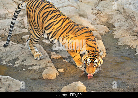Tiger panthera tigris tigris rocky waterhole ; Parco nazionale di Ranthambore ; Rajasthan ; India Foto Stock