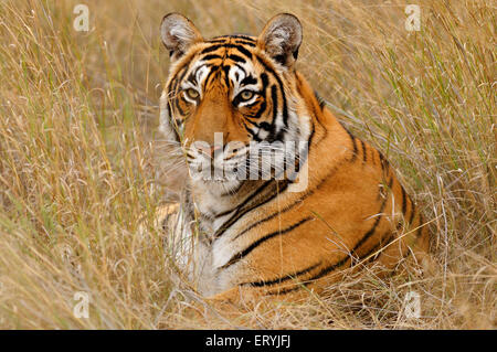Tigre seduto in erba secca Parco Nazionale Ranthambhore Wildlife Sanctuary Rajasthan India Asia fauna selvatica indiana asia tigre asiatica Foto Stock