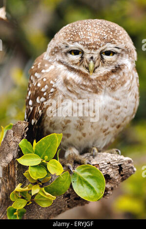 Spotted owlet athene brama staring ; Keola Deo Ghana parco nazionale ; Bharatpur ; Rajasthan ; India Foto Stock