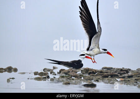 Skimmer indiano , disegno di legge di forbici indiano , albicollis di rynchops , volo ; Chambal ; Rajasthan ; India , Asia Foto Stock