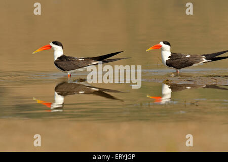 Skimmer indiano , becco di forbici indiano , albicollis di rynchops , Chambal ; Rajasthan ; India , Asia Foto Stock