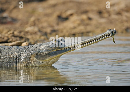 Gharial, caviale, gangeticus gavialis, pesce che mangia coccodrillo, crogiolarsi nel fiume Chambal, Rajasthan, India, Asia Foto Stock