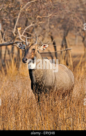 Indian antilopi nilgai maschio boselaphus tragocamelus ; Parco nazionale di Ranthambore ; Rajasthan ; India Foto Stock