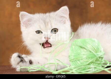 Exotic Shorthair Kitten con lana Foto Stock